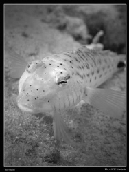B&W Sandperch. Canon G10 & Inon D2000. by Bea & Stef Primatesta 